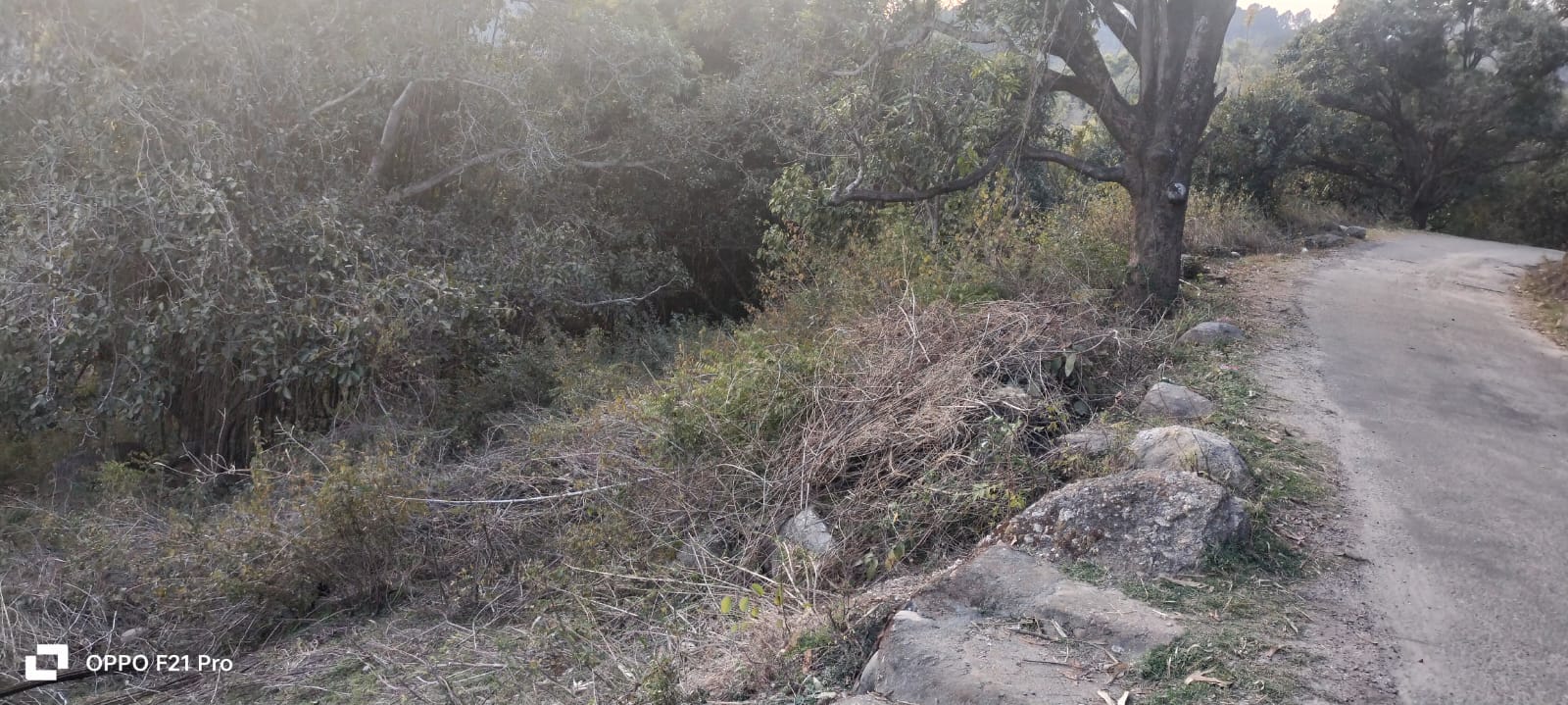 9 kanal land at Bhawarna Palampur @ 6 lac rs kanal